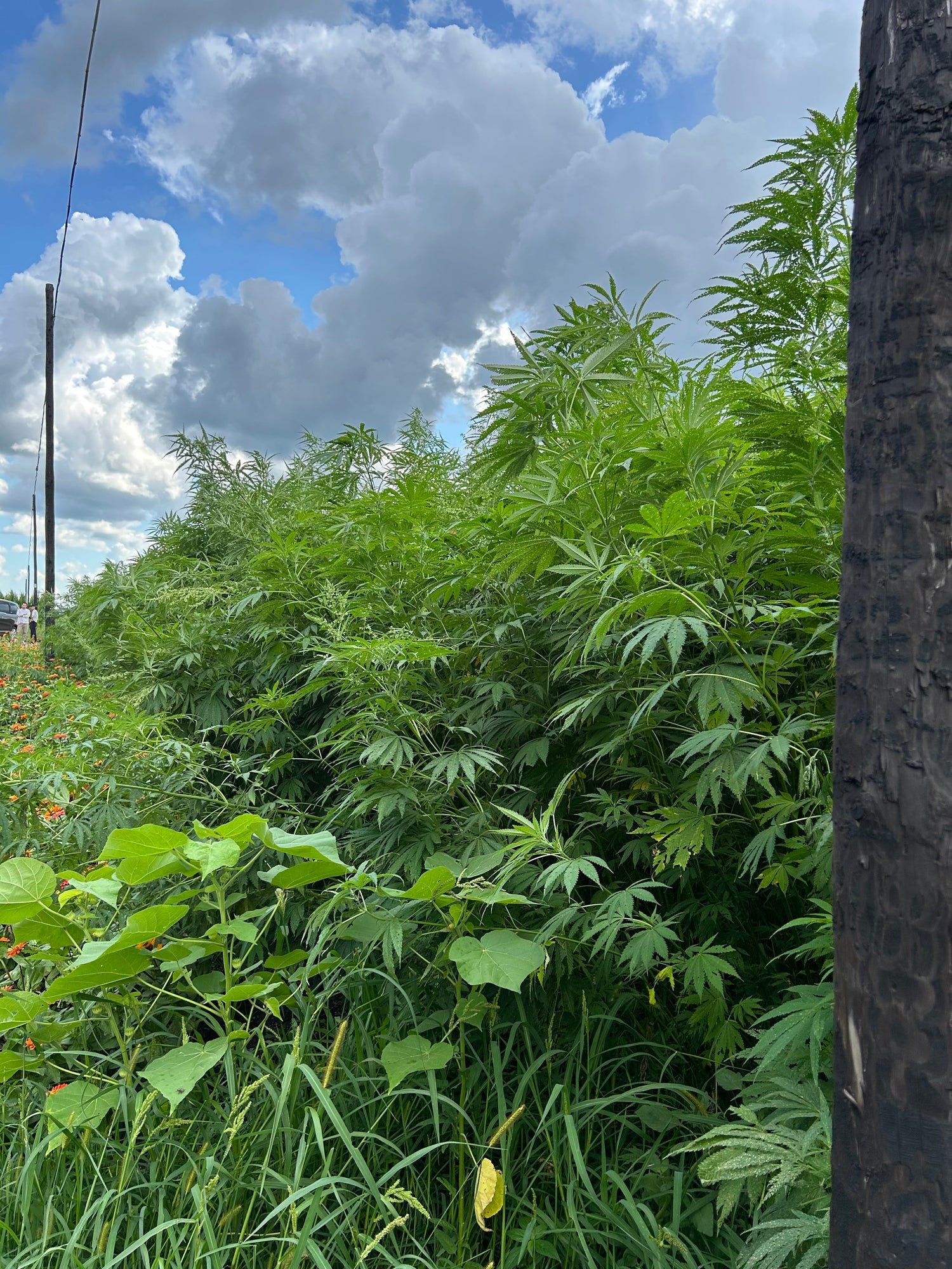 「ヘンプとは?」Shift C記事の補足(Threadのまとめ)