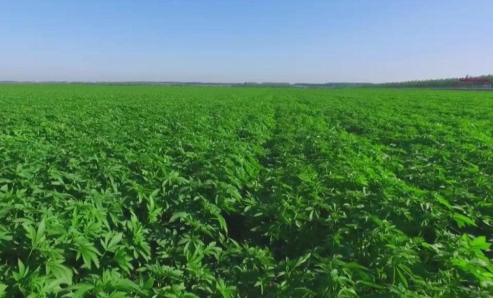 Textile-hempの最重要産地(黒竜江省青冈)を訪ねました(後編)