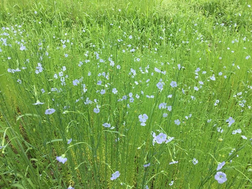 畑に咲くフラックス（Flax）の花